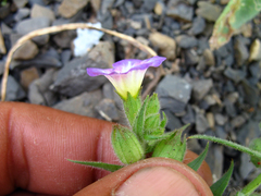 Nonea versicolor