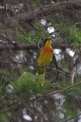 Telophorus sulfureopectus