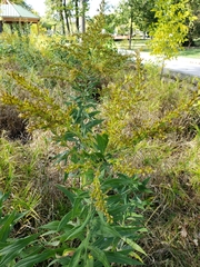 Solidago
