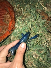 Procambarus alleni