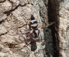 Myennis octopunctata