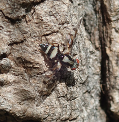 Myennis octopunctata