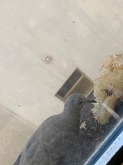 Streptopelia senegalensis