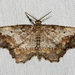 One-spotted Variant - Photo (c) Jim Johnson, some rights reserved (CC BY-NC-ND), uploaded by Jim Johnson