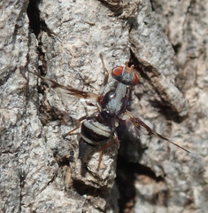Myennis octopunctata