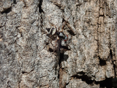 Myennis octopunctata