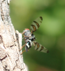 Myennis octopunctata