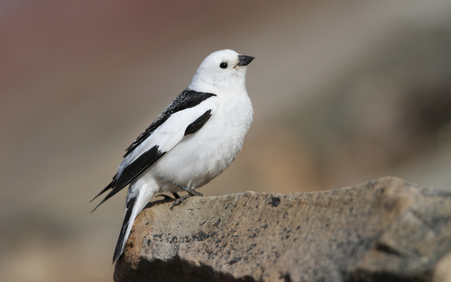Escribano nival (Plectrophenax nivalis)