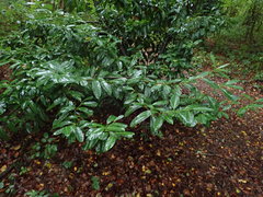 Prunus laurocerasus