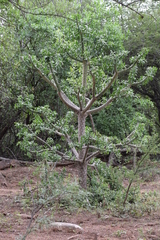 Quiabentia verticillata