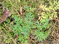 Peucedanum oreoselinum