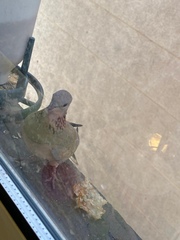 Streptopelia senegalensis