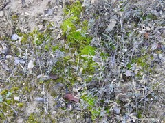 Helianthemum asperum