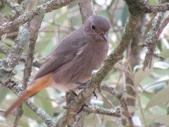 Phoenicurus ochruros