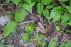Pilosella flagellaris