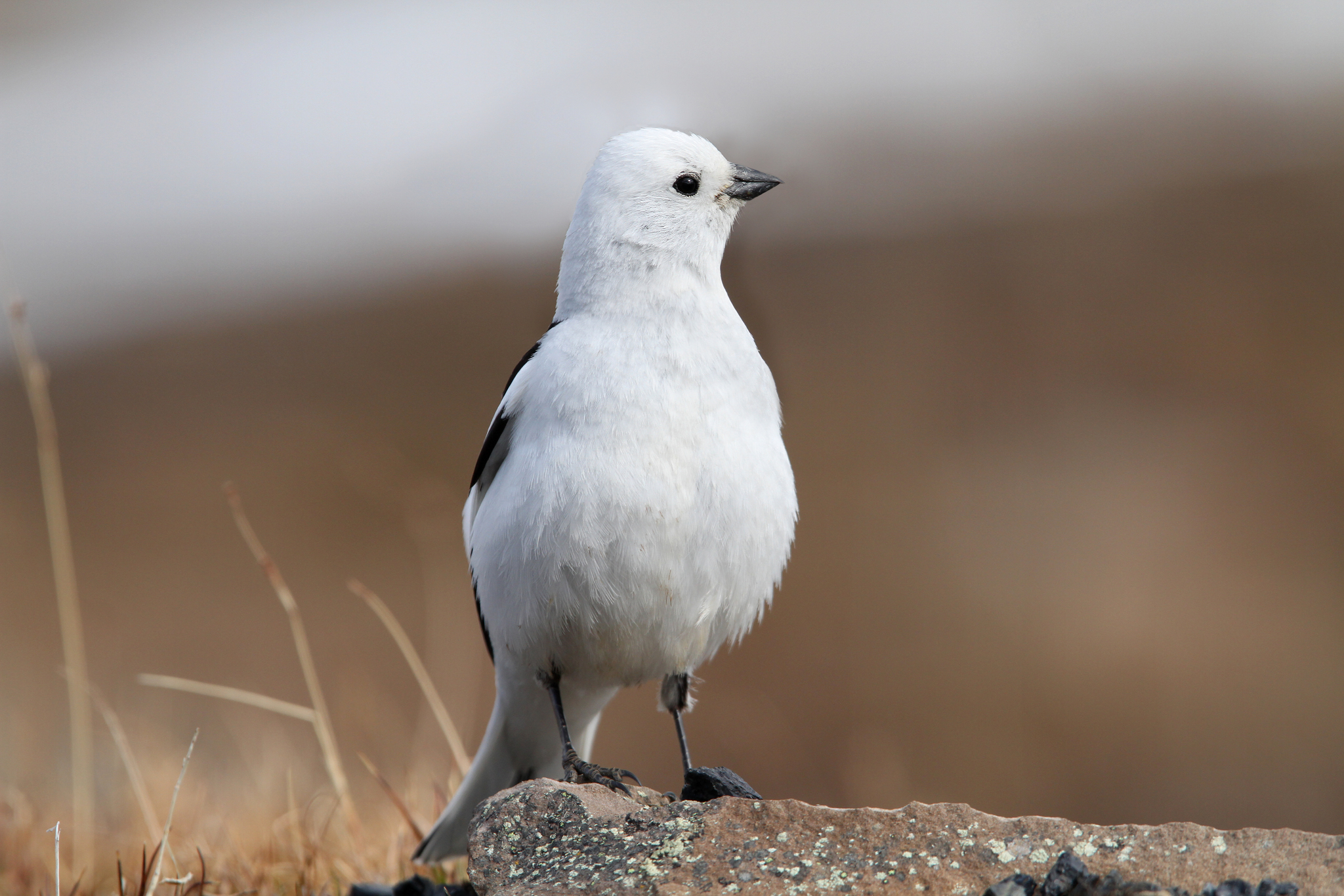 Snow Bunting (Plectrophenax nivalis)