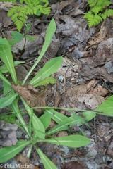 Pilosella flagellaris