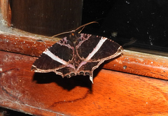 Coronidia orithea