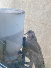 Streptopelia senegalensis