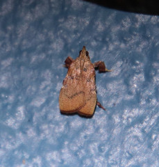 Galasa nigripunctalis