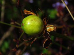 Parnassia grandifolia