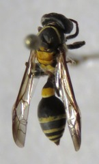 Polybia occidentalis bohemani
