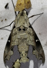 Madoryx oiclus