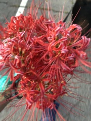 Lycoris