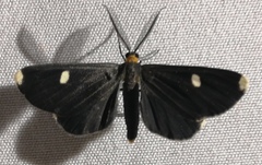 Melanchroia vazquezae