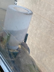 Streptopelia senegalensis