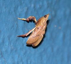 Galasa nigripunctalis