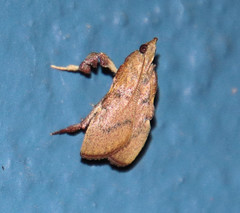 Galasa nigripunctalis
