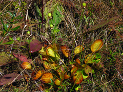 Parnassia grandifolia