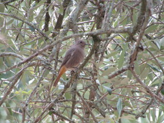 Phoenicurus ochruros