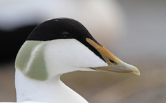 Common Eider photo 3