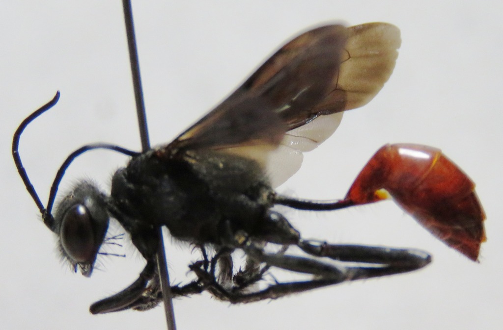 Podalonia montana