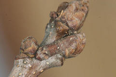 Bena bicolorana