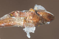 Bena bicolorana
