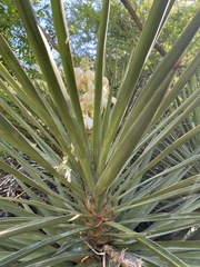Yucca capensis