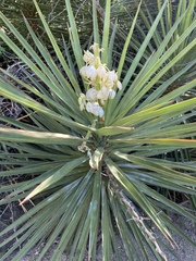 Yucca capensis
