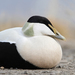 Common Eider - Photo (c) Christoph Moning, some rights reserved (CC BY)