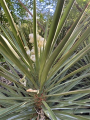 Yucca capensis