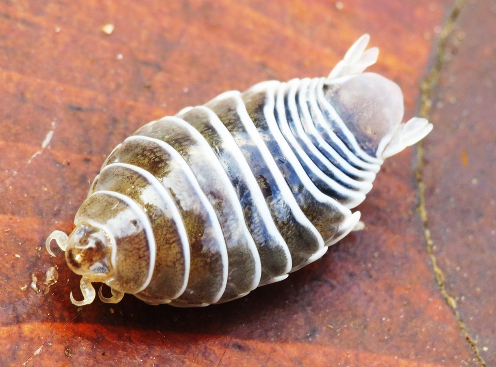 Livoneca
