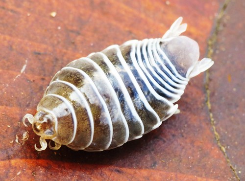 Livoneca