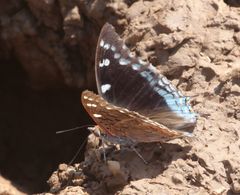 Charaxes guderiana guderiana