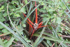 Bromelia serra