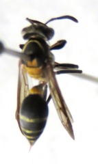 Polybia occidentalis bohemani