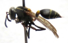 Polybia occidentalis bohemani