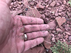 Euphorbia gracillima