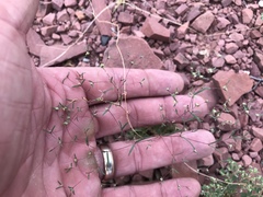 Euphorbia gracillima